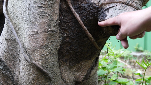 已從樹幹長出的褐根病菌絲