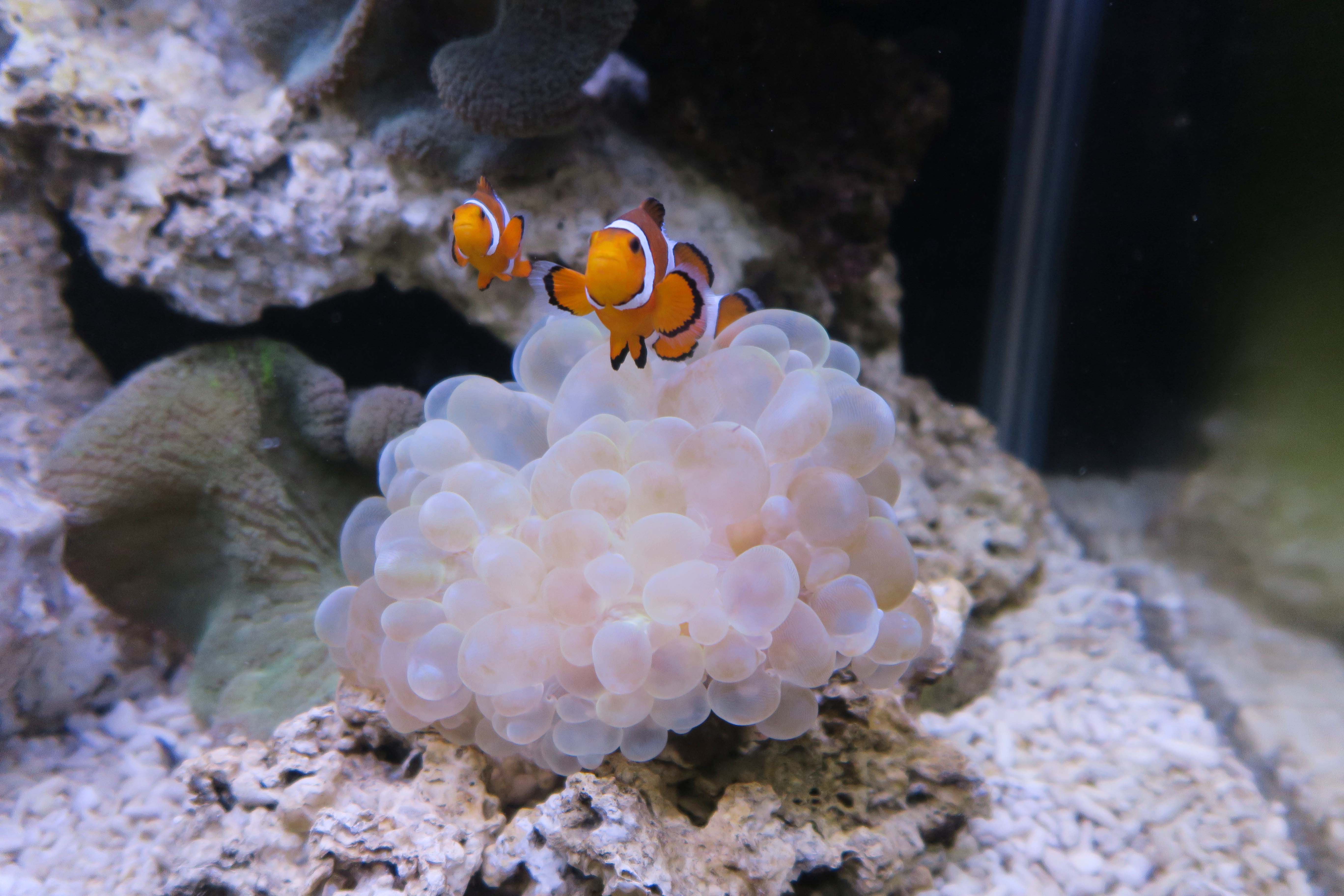 愛牠就更要認識牠，小丑魚知多少？