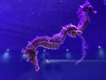 棘海馬