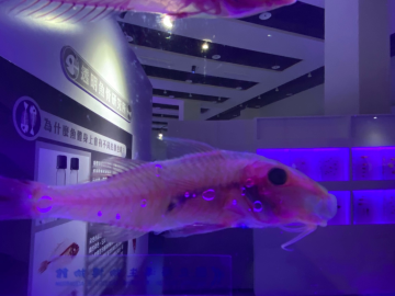 秋姑透明魚