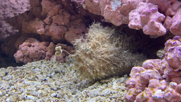 條紋壁魚
