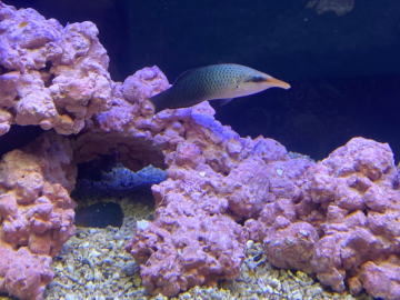染色尖嘴魚
