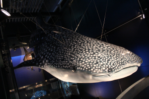 open new window,Taking an Ecological Tour-Experience the vitality of the ocean