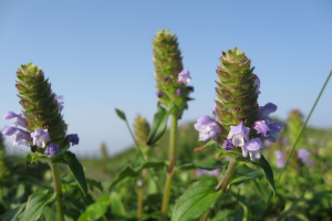 open new window,the richness of botanic ecology