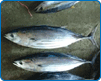 正鰹/水試所東部海洋生物研究中心提供