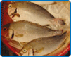 三線雞魚/攝影陳麗淑