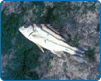 花身雞魚/攝影陳麗淑