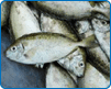 褐籃子魚/攝影陳麗淑