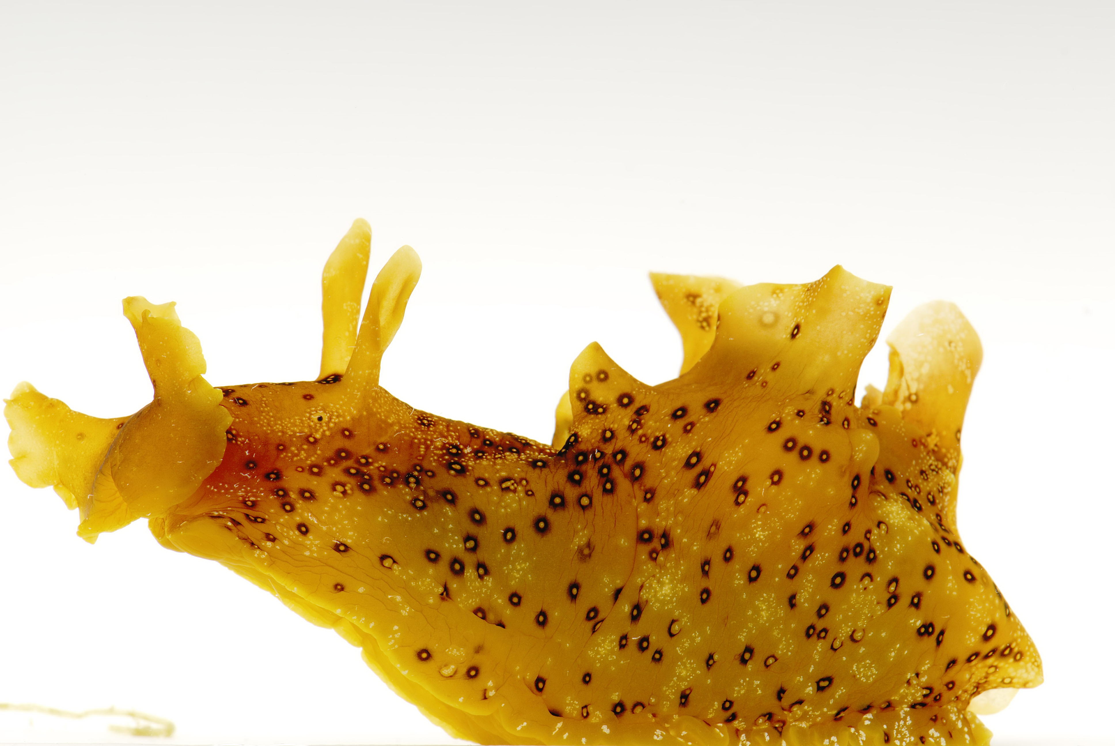 海洋生物在神經科學的應用與貢獻PDF檔