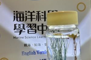 製作水中珊瑚