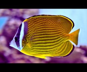 耳帶蝶魚