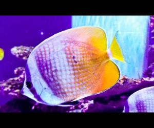 克氏蝶魚