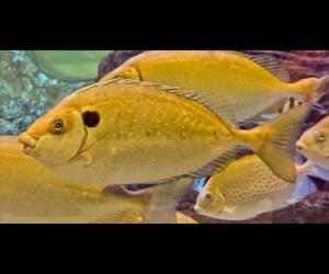 褐臭肚魚