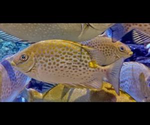 星斑臭肚魚