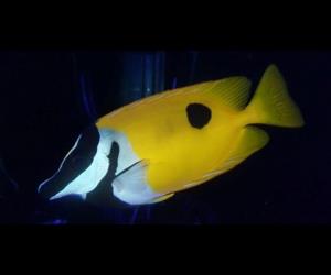單斑臭肚魚