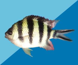 六線豆娘魚