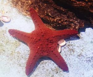 棘瘤海星