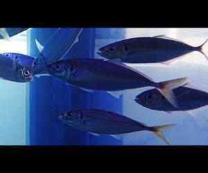 日本竹筴魚