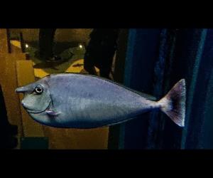 環紋鼻魚