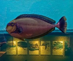 高鼻魚