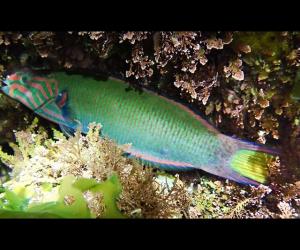 新月錦魚