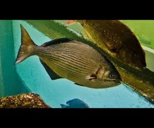 雜色舵魚