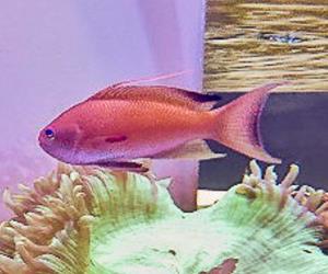 絲鰭擬花鮨 (雄)