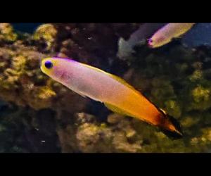 絲鰭線塘鱧