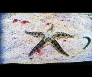飛白楓海星