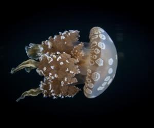 Catostylus mosaicus