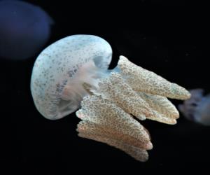 Acromitus flagellatus