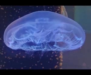海月水母